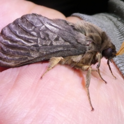 Oxycanus antipoda (Late Oxycanus) at Mongarlowe River - 5 May 2024 by arjay