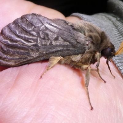 Unidentified Swift and Ghost moth (Hepialidae) at Mongarlowe River - 5 May 2024 by arjay