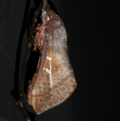 Oxycanus beltista at Charleys Forest, NSW - 5 May 2024 by arjay