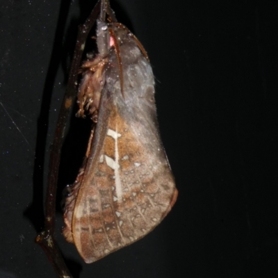 Unidentified Swift and Ghost moth (Hepialidae) at QPRC LGA - 5 May 2024 by arjay