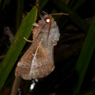 Oxycanus australis (Southern Oxycanus) at Charleys Forest, NSW - 5 May 2024 by arjay