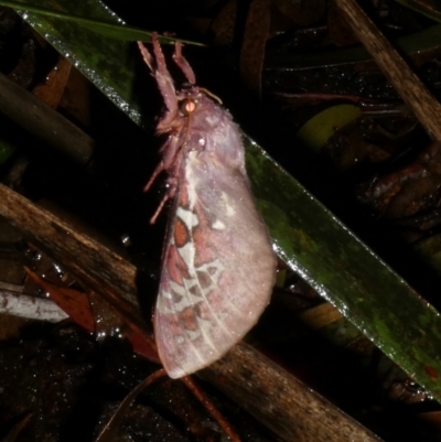 Unidentified Swift and Ghost moth (Hepialidae) at Charleys Forest, NSW - 5 May 2024 by arjay