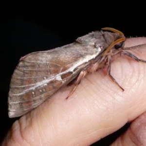 Oxycanus australis at QPRC LGA - 5 May 2024