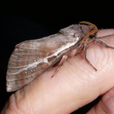 Oxycanus australis (Southern Oxycanus) at QPRC LGA - 5 May 2024 by arjay