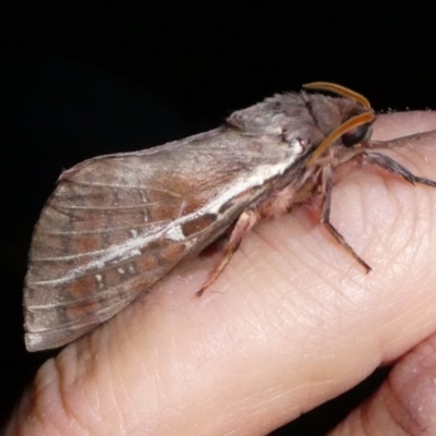 Unidentified Swift and Ghost moth (Hepialidae) at Charleys Forest, NSW - 5 May 2024 by arjay
