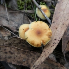 Hypholoma fasciculare (Hypholoma fasciculare) at Charleys Forest, NSW - 2 May 2024 by arjay