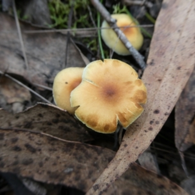 Unidentified Cap on a stem; gills below cap [mushrooms or mushroom-like] at QPRC LGA - 2 May 2024 by arjay