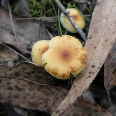 Unidentified Cap on a stem; gills below cap [mushrooms or mushroom-like] at Mongarlowe River - 2 May 2024 by arjay