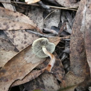 Hypholoma fasciculare at QPRC LGA - 2 May 2024