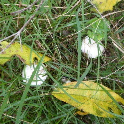 Lepiota s.l. at Charleys Forest, NSW - 2 May 2024 by arjay