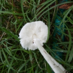 Lepiota s.l. at QPRC LGA - suppressed