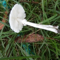 Lepiota s.l. at suppressed - 2 May 2024