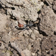 Leptomyrmex erythrocephalus (Spider ant) at QPRC LGA - 26 Apr 2024 by arjay