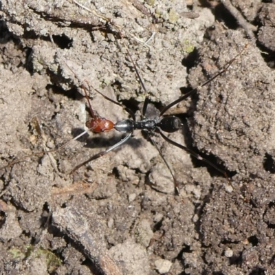 Leptomyrmex erythrocephalus (Spider ant) at Charleys Forest, NSW - 26 Apr 2024 by arjay