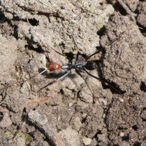 Leptomyrmex erythrocephalus (Spider ant) at QPRC LGA by arjay