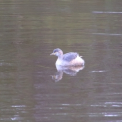 Tachybaptus novaehollandiae (Australasian Grebe) at Namadgi National Park - 10 May 2024 by MB