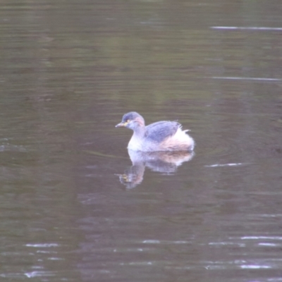 Tachybaptus novaehollandiae (Australasian Grebe) at Tharwa, ACT - 10 May 2024 by MB