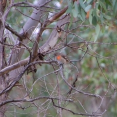 Petroica boodang (Scarlet Robin) at Tharwa, ACT - 10 May 2024 by MB