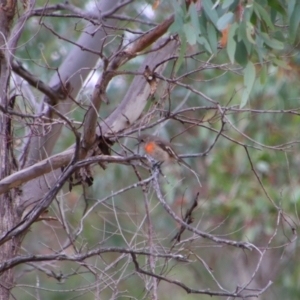 Petroica boodang (Scarlet Robin) at Namadgi National Park by MB