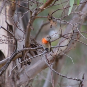 Petroica boodang at Namadgi National Park - 10 May 2024 10:45 AM