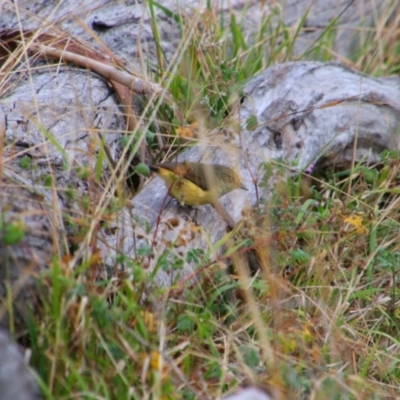 Acanthiza reguloides (Buff-rumped Thornbill) at Namadgi National Park - 10 May 2024 by MB