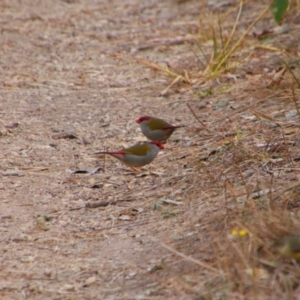 Neochmia temporalis at Namadgi National Park - 10 May 2024