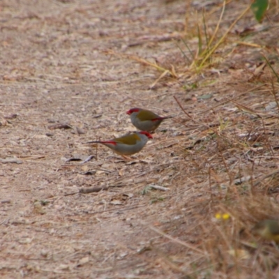 Neochmia temporalis (Red-browed Finch) at Tharwa, ACT - 10 May 2024 by MB