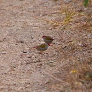 Neochmia temporalis (Red-browed Finch) at Namadgi National Park by MB