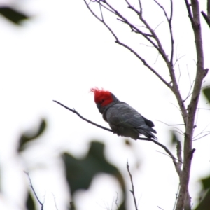 Callocephalon fimbriatum at Namadgi National Park - 10 May 2024