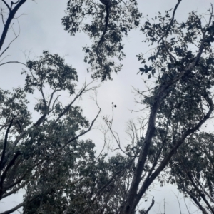 Callocephalon fimbriatum at Namadgi National Park - 10 May 2024