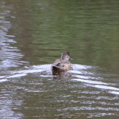 Anas gracilis (Grey Teal) at Namadgi National Park - 10 May 2024 by MB