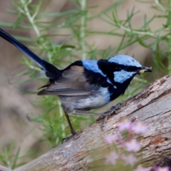 Malurus cyaneus (Superb Fairywren) at Cotter River, ACT - 28 Feb 2024 by KorinneM