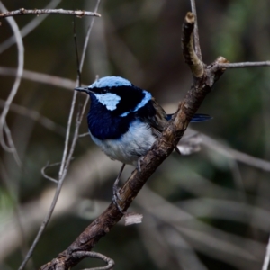 Malurus cyaneus at Namadgi National Park - 28 Feb 2024