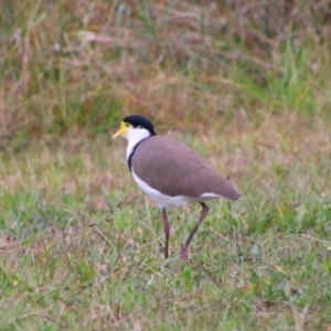 Vanellus miles at Namadgi National Park - 10 May 2024 11:49 AM