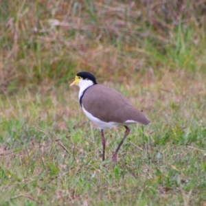 Vanellus miles (Masked Lapwing) at Namadgi National Park by MB