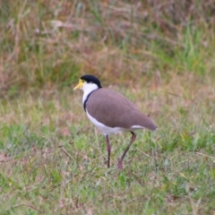 Vanellus miles (Masked Lapwing) at Tharwa, ACT - 10 May 2024 by MB