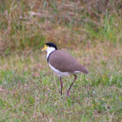 Vanellus miles (Masked Lapwing) at Tharwa, ACT - 10 May 2024 by MB