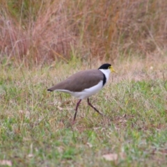 Vanellus miles at Namadgi National Park - 10 May 2024 11:49 AM