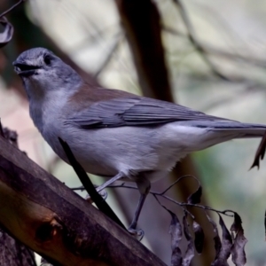 Colluricincla harmonica at Namadgi National Park - 28 Feb 2024