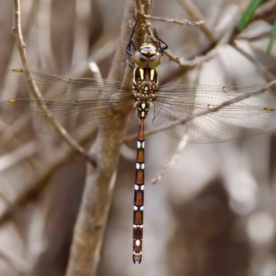 Austroaeschna pulchra (Forest Darner) at Cotter River, ACT - 28 Feb 2024 by KorinneM