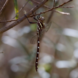 Austroaeschna pulchra at Namadgi National Park - 28 Feb 2024