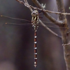 Austroaeschna pulchra at Namadgi National Park - 28 Feb 2024 04:09 PM