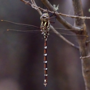 Austroaeschna pulchra at Namadgi National Park - 28 Feb 2024 04:09 PM