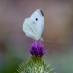 Pieris rapae (Cabbage White) at Cotter River, ACT - 28 Feb 2024 by KorinneM
