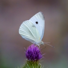 Pieris rapae at Namadgi National Park - 28 Feb 2024