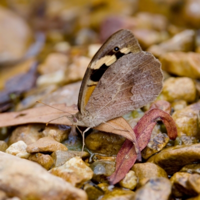 Heteronympha merope (Common Brown Butterfly) at Cotter River, ACT - 28 Feb 2024 by KorinneM