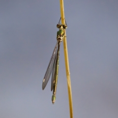 Synlestes weyersii (Bronze Needle) at Cotter River, ACT - 28 Feb 2024 by KorinneM