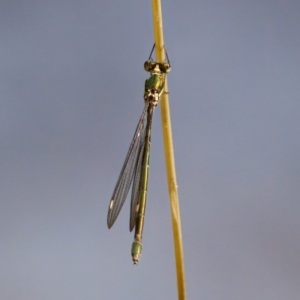 Synlestes weyersii (Bronze Needle) at Cotter River, ACT by KorinneM