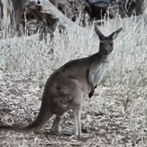 Macropus fuliginosus at Ikara-Flinders Ranges National Park - 4 May 2024 05:29 PM