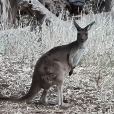 Macropus fuliginosus (Western grey kangaroo) at Ikara-Flinders Ranges National Park - 4 May 2024 by Mike